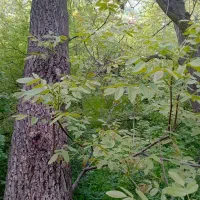 سمپاشی باغ