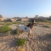 پازن گله
