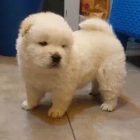 توله چاوچاو