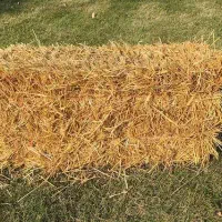 ساقه گندم پرس شده(کاه)