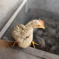 فروش ۵۰ تا۶۰عدد جوجه ماشینی حدود سه ماهه خانگی