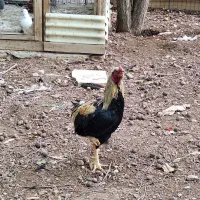 خروس|حیوانات مزرعه|پردیس, شهرک صنعتی خرمدشت فاز ۷|دیوار