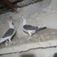 کبوتر ساتن