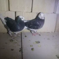 کبوتر|پرنده|بم, |دیوار