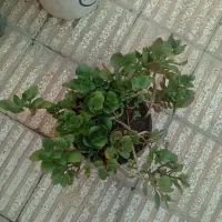 قاشقی