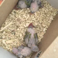 جوجه سرلاکی گرینچیک