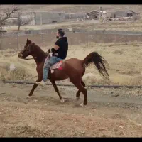 مادیان یورغه فروشی