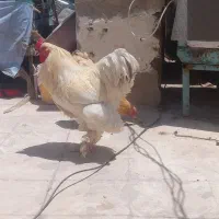 خروس برهما