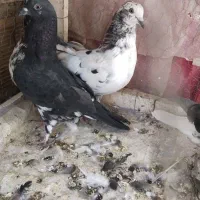 چلغوز