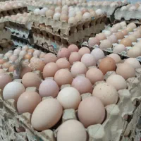 فروش عمده تخم مرغ محلی