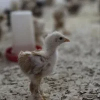 جوجه برهما