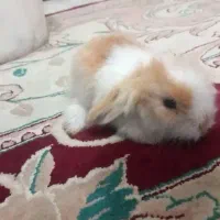 خرگوش لوپ