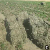 پرس یونجه
