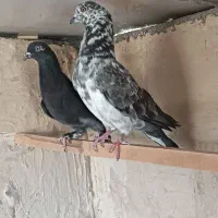 کفتر پرشی تابستونی