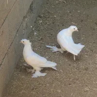 دوتا مفلق راعبی