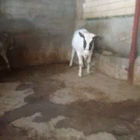 ماده