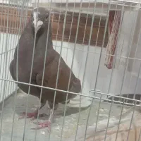 کبوترن ماده گلی پلنگ فروشی