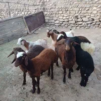 بره نر|حیوانات مزرعه|قوچان, |دیوار