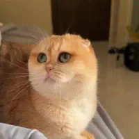 گربه اسکاتیش بریتیش گلد جفتگیری