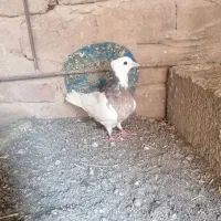 سبزکلاغ بدرنگ کلاغ،طوقی
