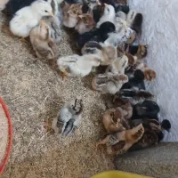 فروش جوجه محلی کرچشو در بندرانزلی