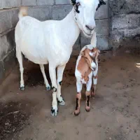 بز تمیز با یک بچه نر