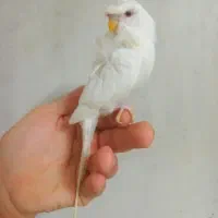 مرغ عشق پروانه‌ای ماده بالغ فول دستی گازنمگیرد