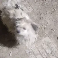 سگ‌‌شیتزو