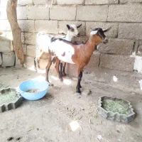 سه عدد کهره نر
