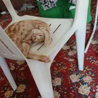 مموش ناز دوست داشتنی