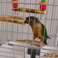 طوطی گرینچیک