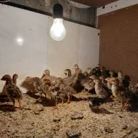جوجه مصری و بوقلمون