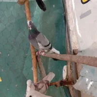 کفتر|پرنده|قلعه نو, |دیوار