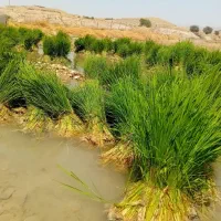 تیم تولکی