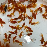 ماهی مخلوط گلفیش9تومن