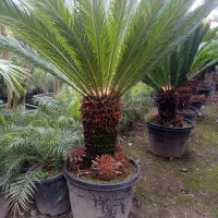 سیکاس