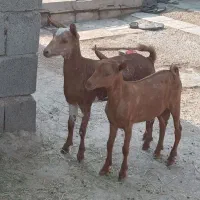 کهره صلاله