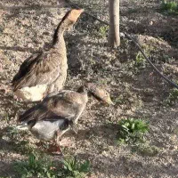 یک جفت غاز نرو ماده تخم گزار