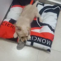 سگ باهوش شناسنامه دار