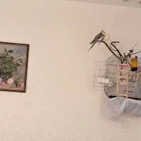 عروس هلندی جفت