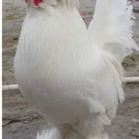 خروس سلطان سفید یکدست