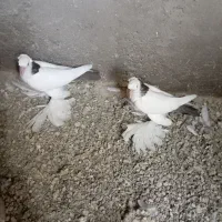 کبوتر بوینی گولی بالا