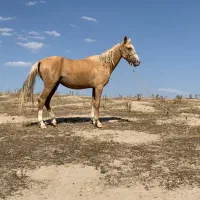 مادیان دوساله اخال تکه به رنگ زیبای سمند