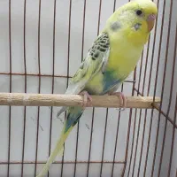 فروش یک عدد مرغ عشق نر ابلغ آماده