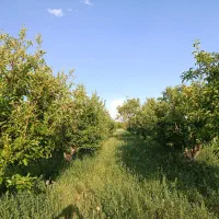 باغچه سیب در ساعتلو