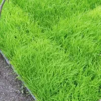 نشا هاشمی قالبی