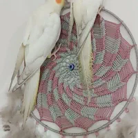 عروس هلندی