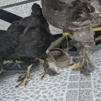 مرغ و خروس برهما