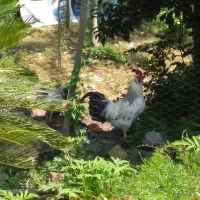 خروس وتخم مرغ کاکولی وجولی نطفه دار