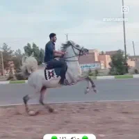 اسب|اسب و تجهیزات اسب‌سواری|یاسوج, |دیوار